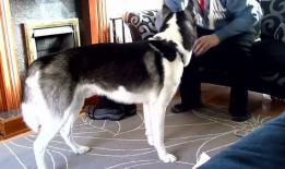 宠物视频,捕捉宠物视频中的欢乐瞬间